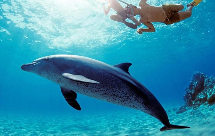 Sataya Reef Dolphin House Snorkeling Trip