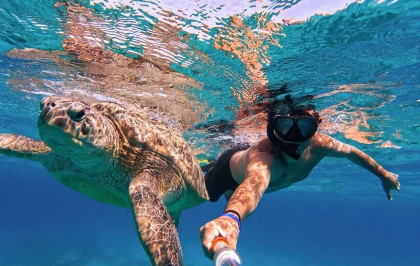 Abu Dabbab Turtle Snorkeling Experience