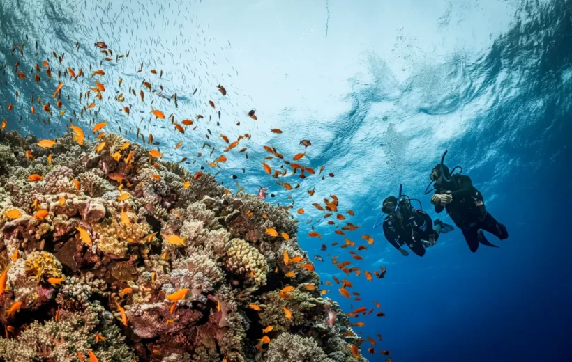 Scuba Diving Experience in the Red Sea
